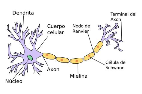 celulas nerviosas-1